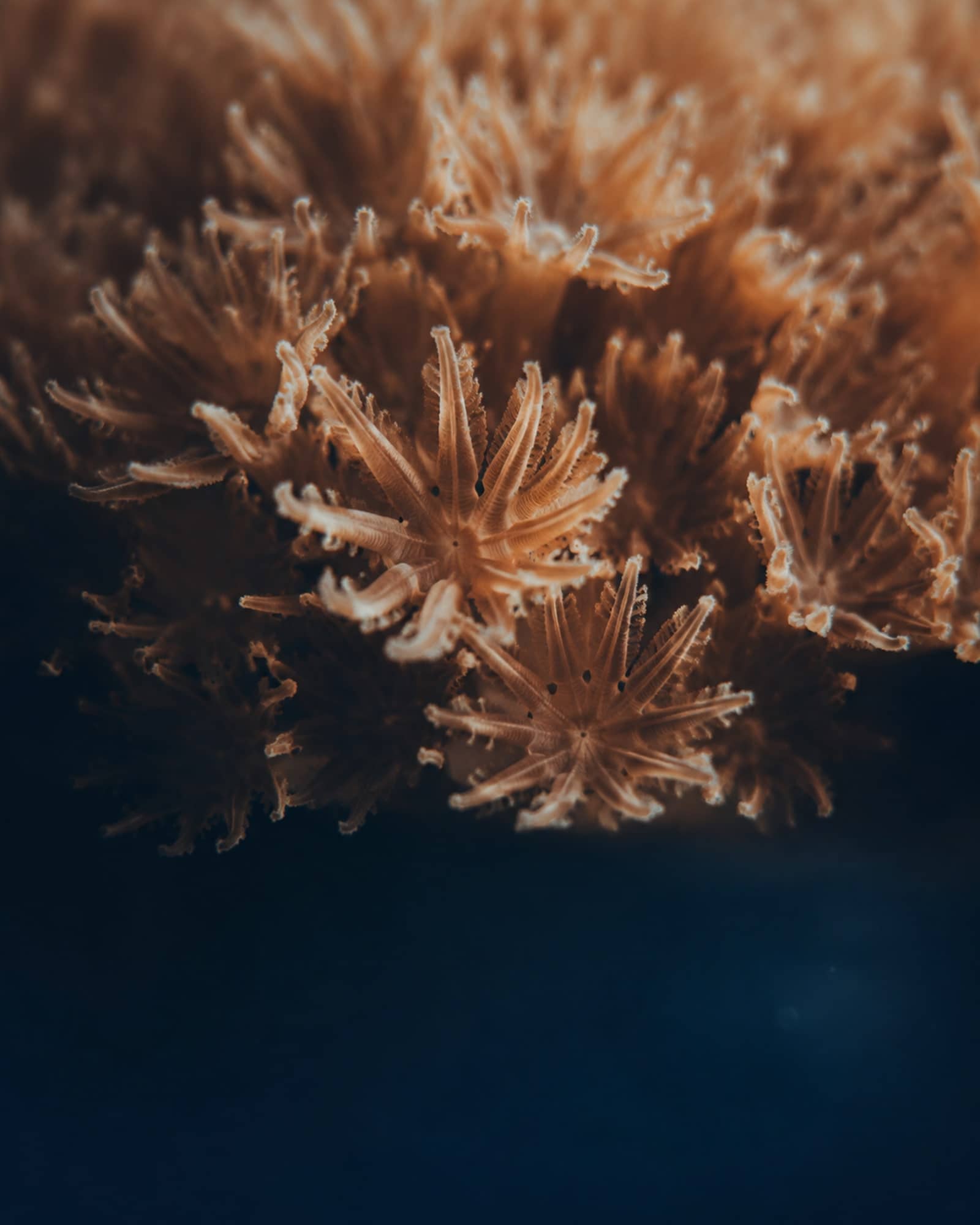 サンゴの水槽