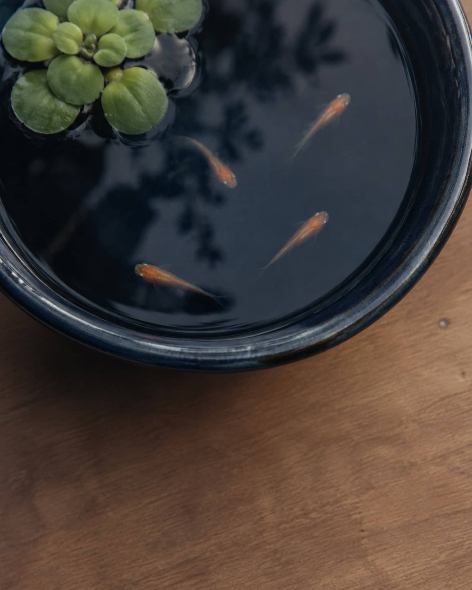 めだかのイメージ
