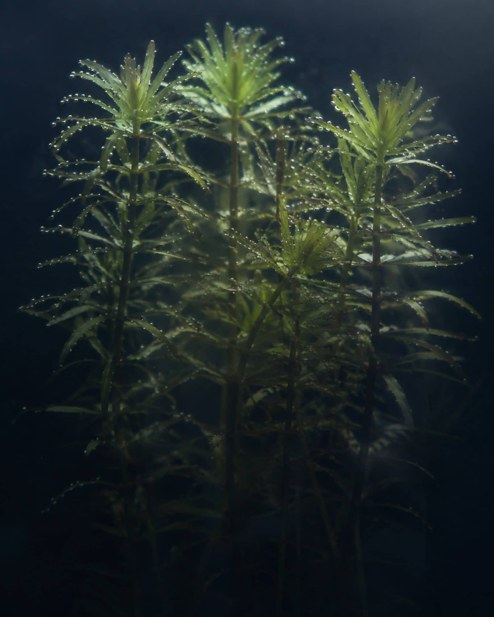 水草