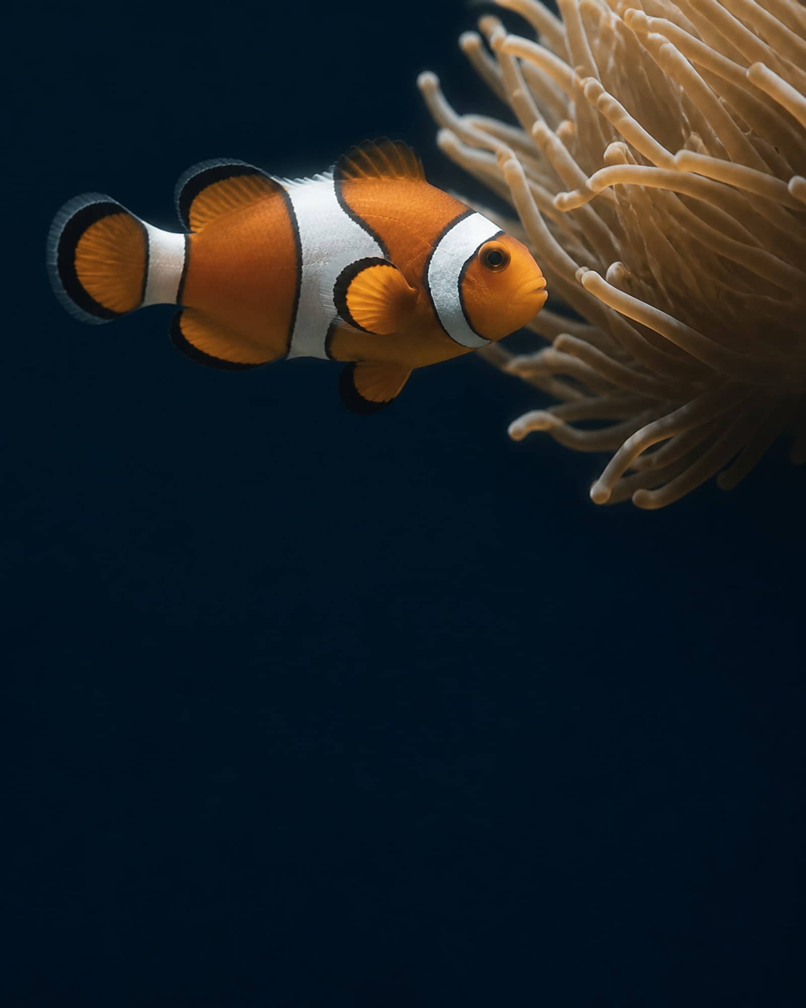 海水魚