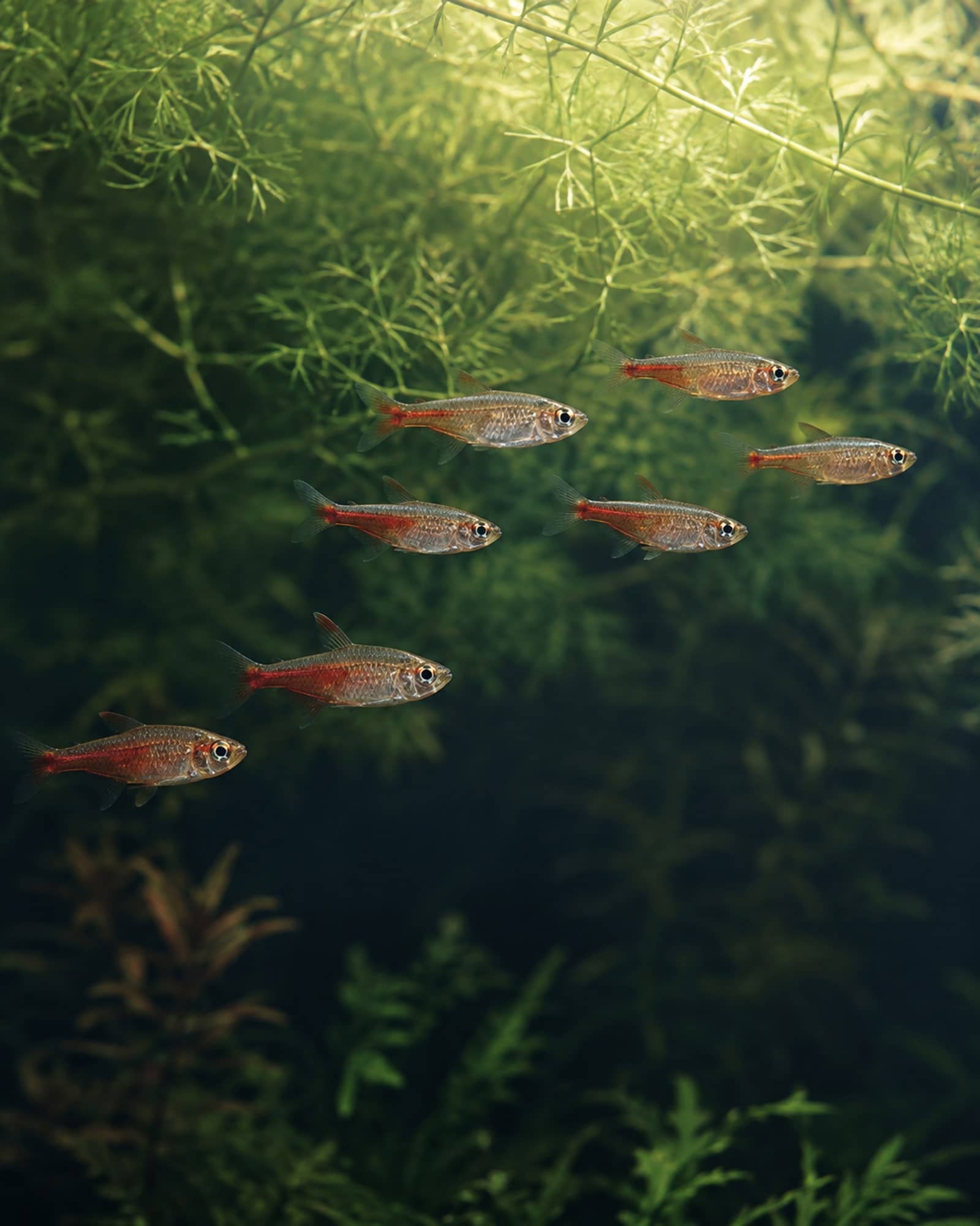 熱帯魚のイメージ