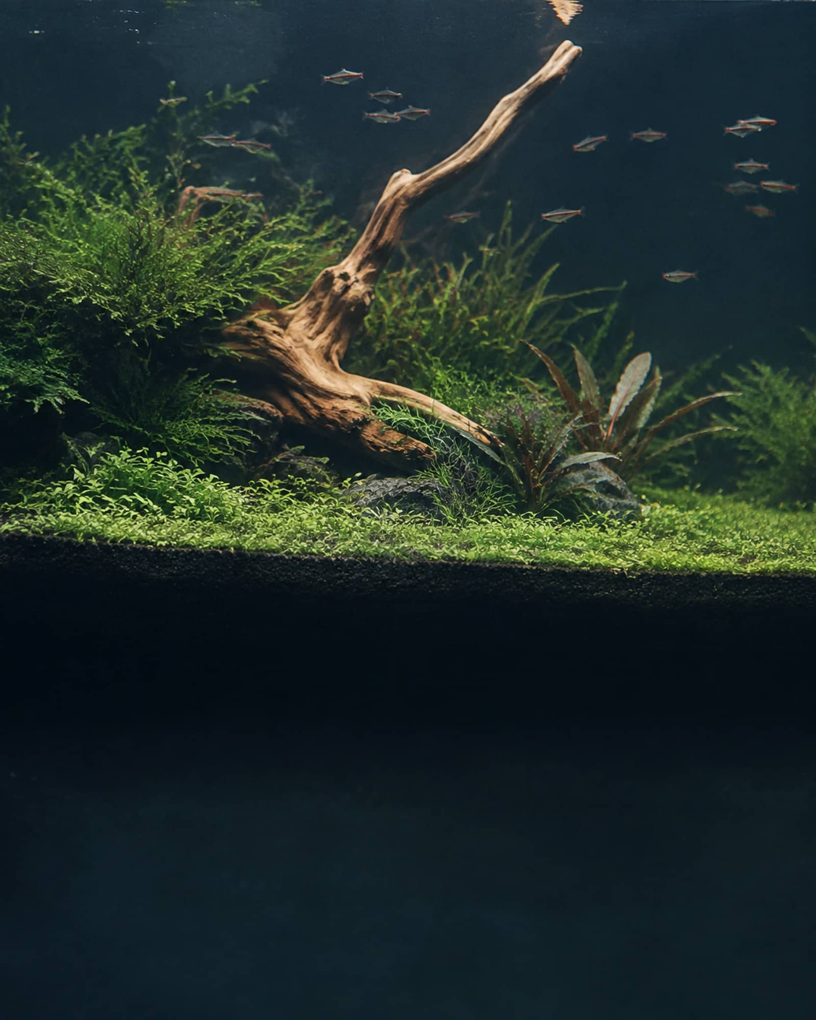 アクアリウムのイメージ