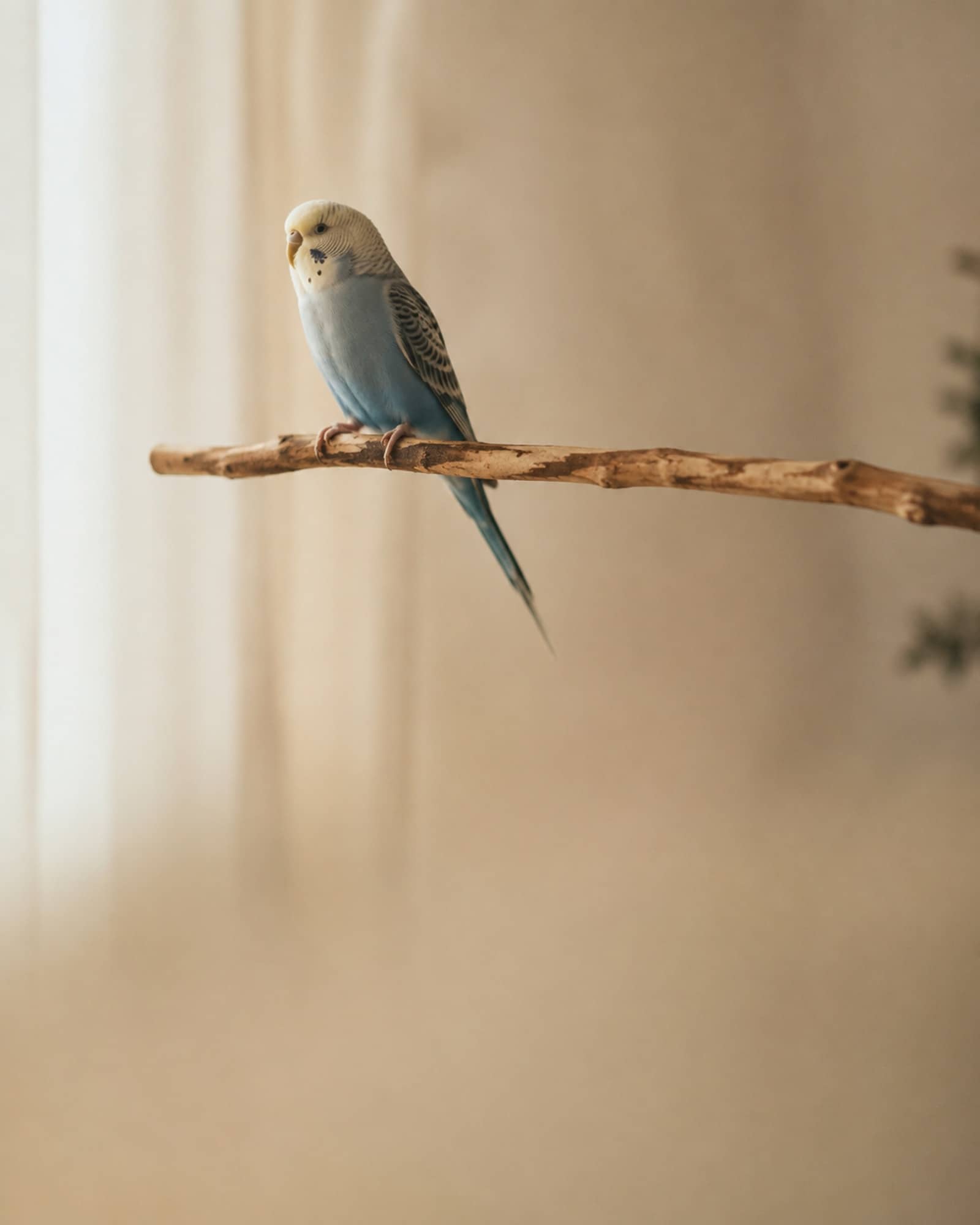 インコ・小動物のイメージ